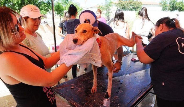 Dezenas de voluntários promovem Dia das Estrelas no Canil Municipal de Patos