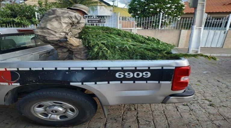PM erradica mais de 700 pés de maconha na zona rural de Teixeira e prende suspeitos