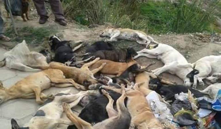Matança de cães volta a acontecer no Vale do Piancó e revolta população