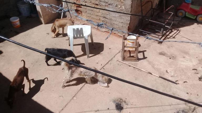 Em Patos, dona de casa se muda de residência e deixa 4 cães abandonados no muro com fome, sede e doentes
