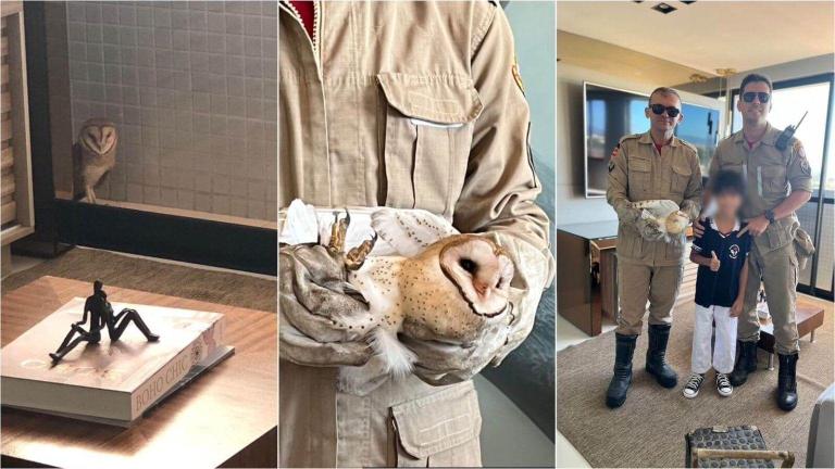Corpo de Bombeiros realiza resgate de coruja que havia caído em varanda de apartamento, em Patos