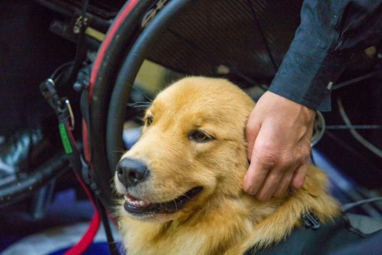 Lei permite animais de suporte emocional em espaços públicos na Paraíba